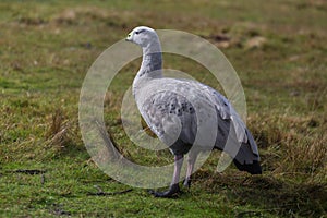Cape barren goose Cereopsis novaehollandiae standing on grass photo