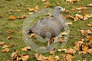 Cape Barren goose Cereopsis novaehollandiae. photo