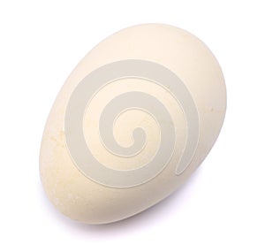 Cape Barren Goose egg, Cereopsis novaehollandiae, photo