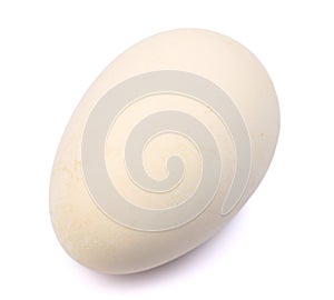 Cape Barren Goose egg, Cereopsis novaehollandiae, photo