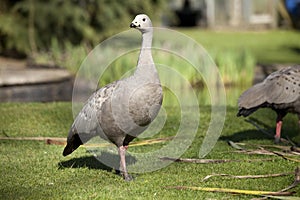 Cape Barren goose on grass in sunlight