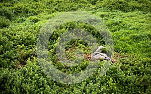 Cape Barren Goose On Nest