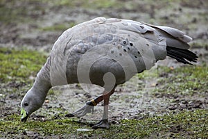 Cape barren goose (Cereopsis novaehollandiae). photo