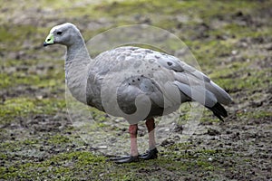 Cape barren goose (Cereopsis novaehollandiae). photo