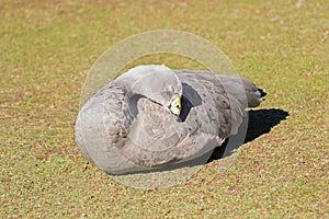 Cape Barren Island Goose with pale gray plumage, yellow cere sun photo