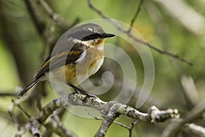 Cape Batis, Batis capensis