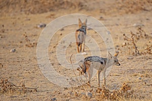 Cape Black-backed Jackal Marking Territory