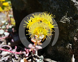 Cape Blanco Stonecrop