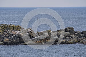 Cape Bonavista coastline