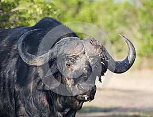 Cape Buffalo