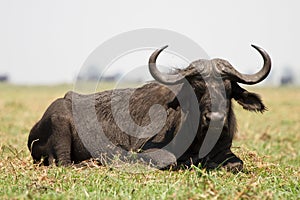 cape buffalo