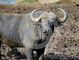 Cape buffalo