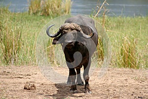 Cape Buffalo photo