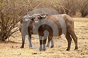 Cape buffalo