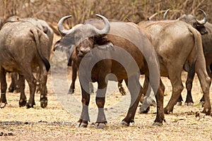 Cape buffalo