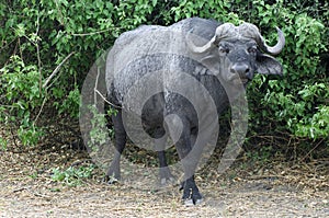 Cape Buffalo