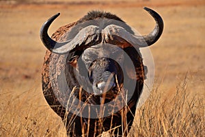 Cape Buffalo 2