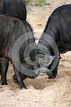 Cape Buffalo