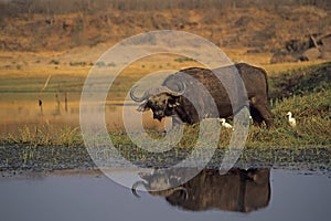 Cape buffalo