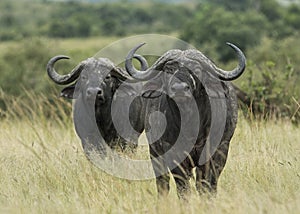 Cape Buffalo