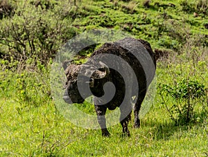 Cape Buffalo