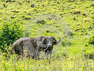 Cape Buffalo