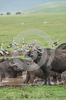 Cape Buffalo