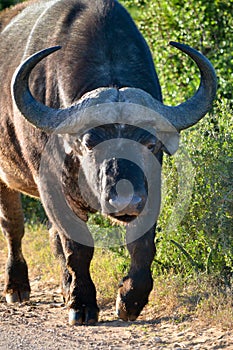 Cape Buffalo, Addo Elephant Park