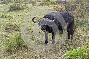 Cape buffalo Africa