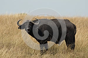 Cape Buffalo, Afrikaanse buffel, Syncerus caffer