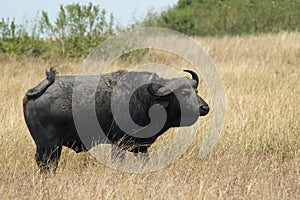 Cape Buffalo, Afrikaanse buffel, Syncerus caffer