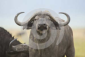 Cape Buffalo Bull (Syncerus caffer) in Tanzania photo