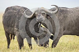 Cape Buffalo Bulls (Syncerus caffer) in Tanzania photo