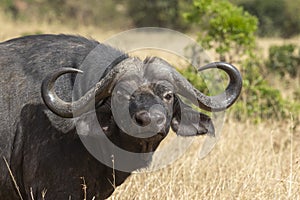 Cape Buffalo calf crossing the forest path at Masai MAra, Kenya