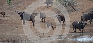 Cape Buffalo calf with herd [syncerus caffer] drinking at a waterhole in Africa