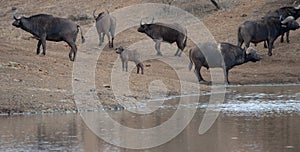 Cape Buffalo calf with herd [syncerus caffer] drinking at a waterhole in Africa