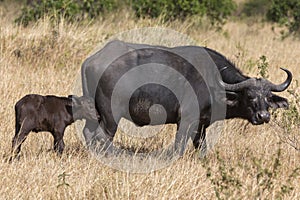 Cape buffalo with calf, Syncerus caffer, Masaimara, Africa