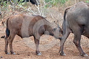 Cape Buffalo calf [syncerus caffer] with mother in Africa