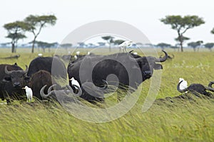 Cape Buffalo and cattle egrets in grasslands of Tsavo National park, Kenya, Africa