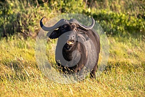 Cape Buffalo chewing grass