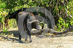 Cape Buffalo at Chobe, Botswana safari wildlife