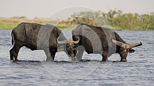 Cape buffalo in Chobe River