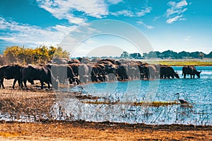 Cape Buffalo at Chobe river, Botswana safari wildlife