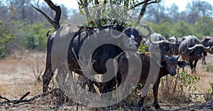 Cape Buffalo cow with her calf [syncerus caffer] in Africa