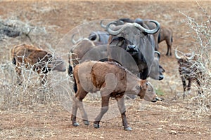 Cape Buffalo cow with her calf [syncerus caffer] in Africa