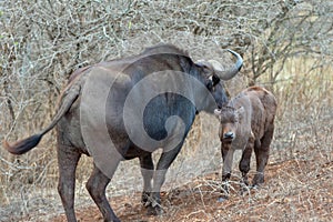 Cape Buffalo cow with her calf [syncerus caffer] in Africa