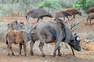 Cape Buffalo cow with her nursing calf [syncerus caffer] in Africa