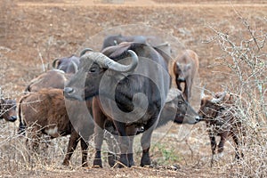 Cape Buffalo cow with herd [syncerus caffer] in Africa