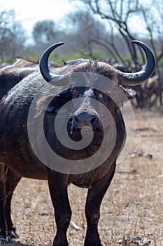 Cape Buffalo cow [syncerus caffer] in Kruger National Park in South Africa