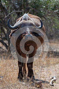 Cape Buffalo cow [syncerus caffer] with oxpecker bird on nose in Kruger National Park in South Africa